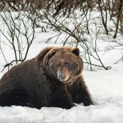 Bitcoin’s Bear Market Might Not Be New: Data Points To A 2-Month Slide