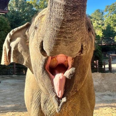 Smithsonian National Zoo euthanizes beloved, elderly Asian Elephant Kamala
