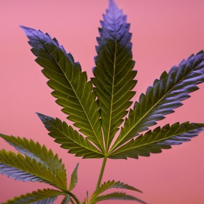 AAA warns against impaired driving on St. Patrick's Day, including cannabis use