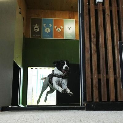 Hotel for pampered pets takes off at Italian airport