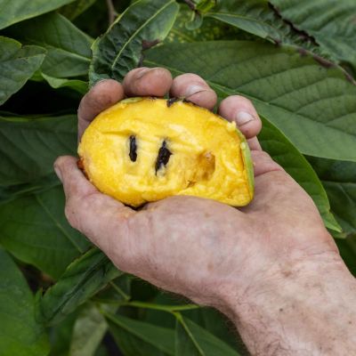 This American fruit could outcompete apples and peaches on a hotter planet