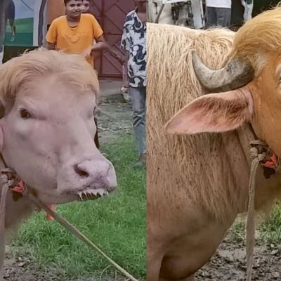 Buffaloes Named ‘Donald Trump & Benjamin Netanyahu’ Go Viral In Bangladesh Ahead Of Eid-al-Adha; Internet Sparks Memefest