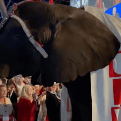‘The perfect metaphor’: Elephant urinates at the Texas Republicans convention