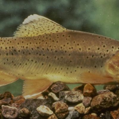 Arizona state fish coming off endangered and threatened list