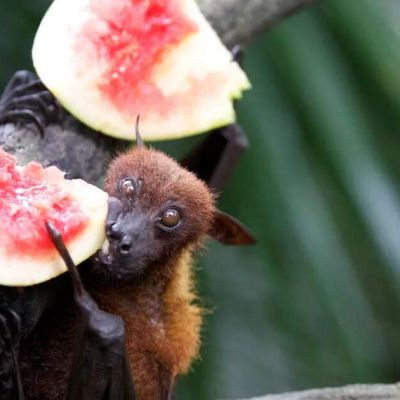 Kerala reports fresh Nipah Virus case: Check symptoms, ways to prevent and other key details