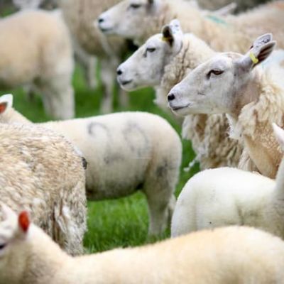 Lancashire farmers ranked second most respected profession in UK, NFU survey reveals