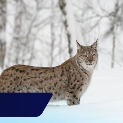 Public invited to have their say on reintroduction of lynx to Highlands