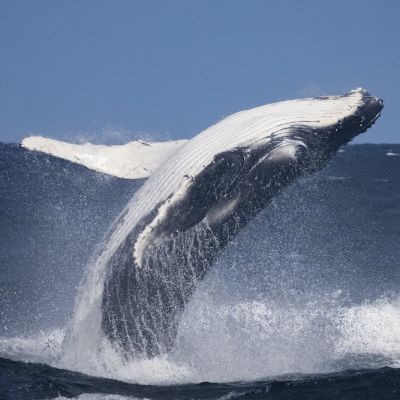New treaty gives legal framework for high seas conservation – https://eutoday.net