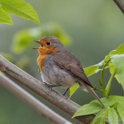 Monterey Audubon Society announces annual Scholarship Essay Contest | The King City Rustler | Your Local News Source in King City, California