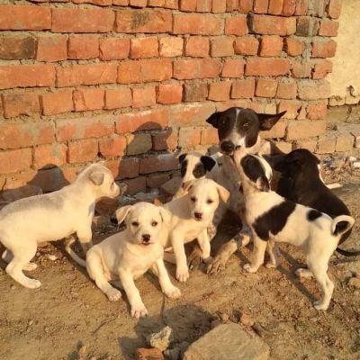 Supreme Court To Pass Order In Stray Dogs Case On Nov 7