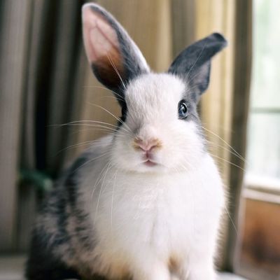 Biden and his team killed my plan to end animal tests and save bunnies