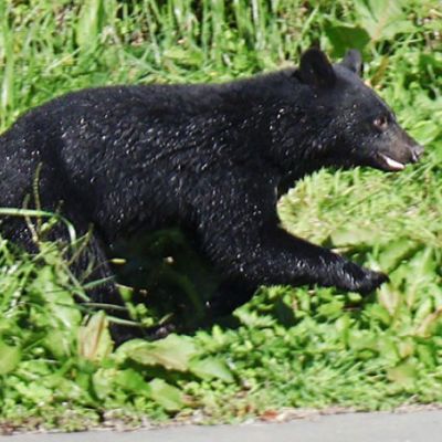 Hokkaido seeks to hire former troops, police officers as bear hunters