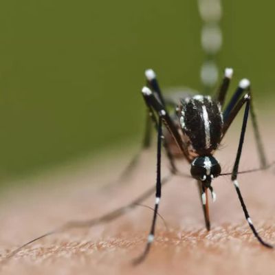 Climate change gives disease-carrying insects wider range, warns Lancet report