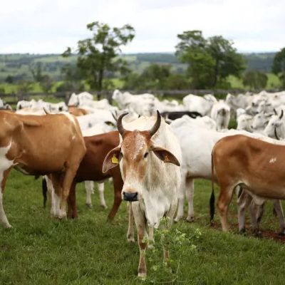 Cow Dung Returns In American Agriculture: Why US Farmers Are Exploring India-Inspired Natural Farming Amid Iran War