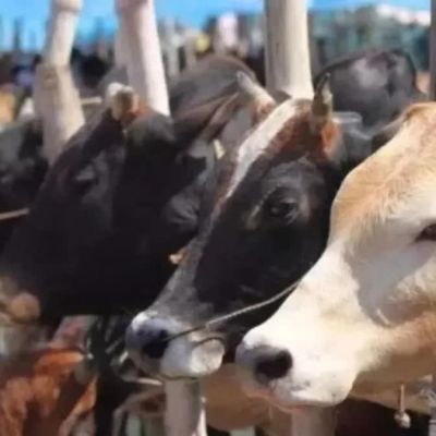 ‘Don’t Sacrifice Cows, Cattle, Camels’: Delhi Govt Bans Animal Sacrifice In Public Places Ahead Of Eid-ul-Adha