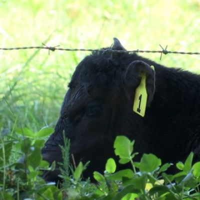 Tax-free dyed diesel brings relief, but costs remain high for East TN farmers