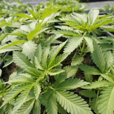 Bastrop, Lockhart to vote on marijuana decriminalization