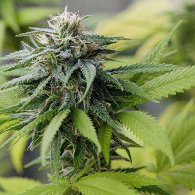 Cautious optimism greets US shift on marijuana – Jamaica Observer