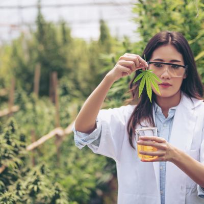 Tilray’s CEO Makes a Bold Prediction: Is the Stock a Buy? | The Motley Fool