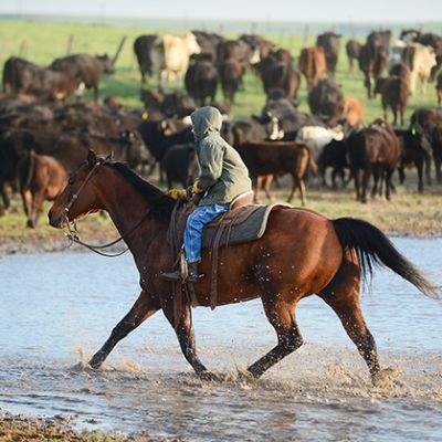 President Trump Lifts Tariff Quota on Imported Beef for 90 Days to Relieve Price Stress