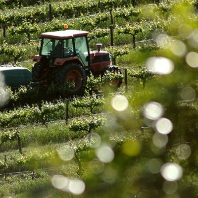 Living Near Vineyards Raises Pesticide Exposure