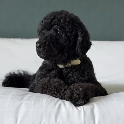A force of nature! Obama mourns family dog Sunny
