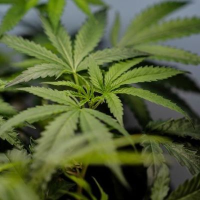 Supreme Court says marijuana use alone isn’t enough to lose gun rights