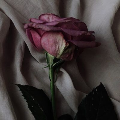 Is this the real life? Is this just fantasy? | Conservative Home