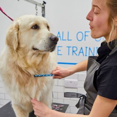 Pets at Home launches cost cutting programme under interim boss as profits tumble