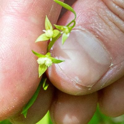 This rare, tiny flower was thought to have been extinct in Vermont since WWI. Now it’s a symbol of hope | CNN