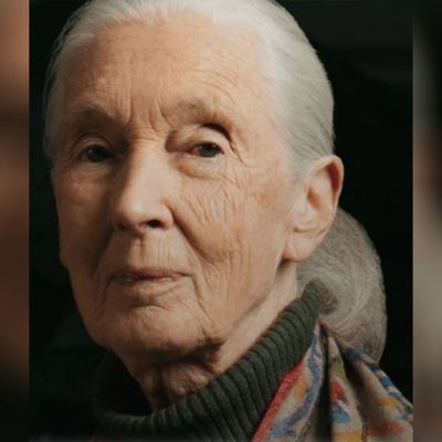 A Farewell to Jane Goodall: Pioneering Conservationist and Champion of Nature | Entertainment