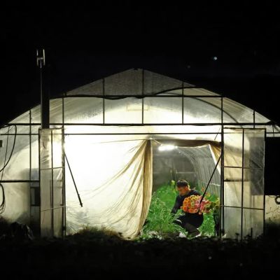 Japan’s farmers go nocturnal as deadly heat intensifies