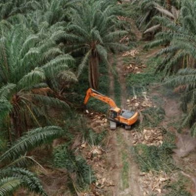 Indonesia warns of ‘chaos’ from EU deforestation law
