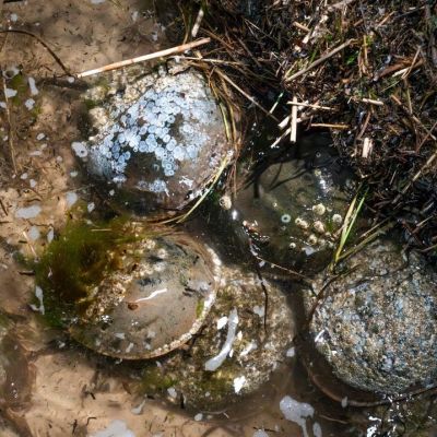 NYS Legislature bans taking horseshoe crabs for fishing, biomedicine use