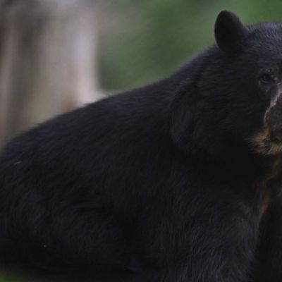 The stock market can rally further, but here’s why it’s too early to celebrate the bear’s demise