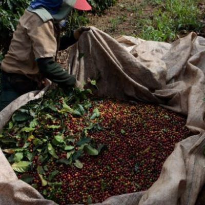 Coffee producers fear being cut off from EU by new land protection law