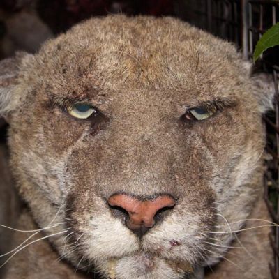 Editorial: Let’s stop feeding rat poison to our wildlife