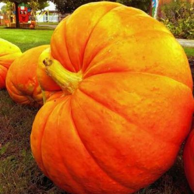 Festivals Sept. 27 to Oct. 3: Oktoberfests, Harvest of the Acorn Moon, Johnny Appleseed Festival and more