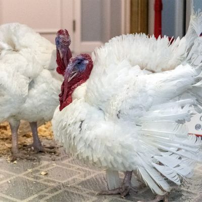 Wayne County Turkeys Gobble and Waddle Receive Presidential Pardon at the White House
