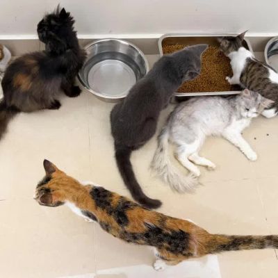 Stolen felines reunited with owners after Vietnam cat-meat bust