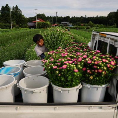 Deadly heat pushes Japan’s farmers to go nocturnal