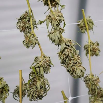 Marijuana keeps growing more dangerous. The FDA needs to step in.