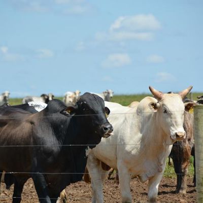 Trump Imposes Tariffs on Brazil, But Spares Key Ag Imports Such as Beef