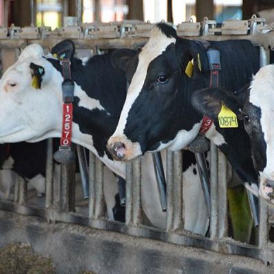 EPA Seeks Injunction to Force Yakima Valley Dairies to Fix Drinking Water