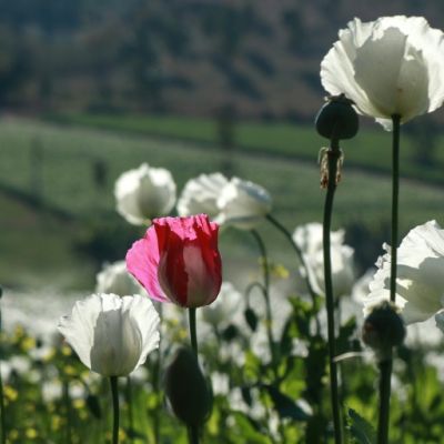 Trafficked to Western markets: Opium poppy farming hits 10-year high in war-torn Myanmar