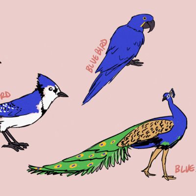 Bird species are being renamed! Here are my suggestions!