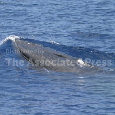 Things to know about Rice’s whale, rare species in way of Trump plans for more Gulf drilling