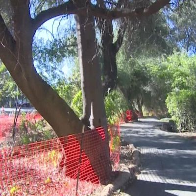 Grove of historic oak trees in Folsom could be chopped down for new light rail tracks