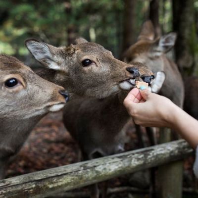 Japan may be sick of mass tourism. But the deer in this UNESCO-listed city love it