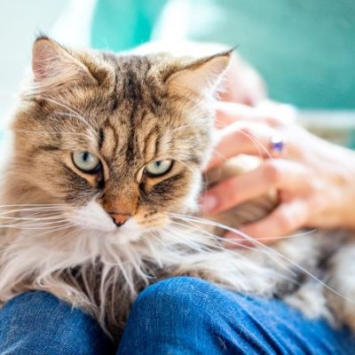 How 'cat lady' became an insult for women of a certain age